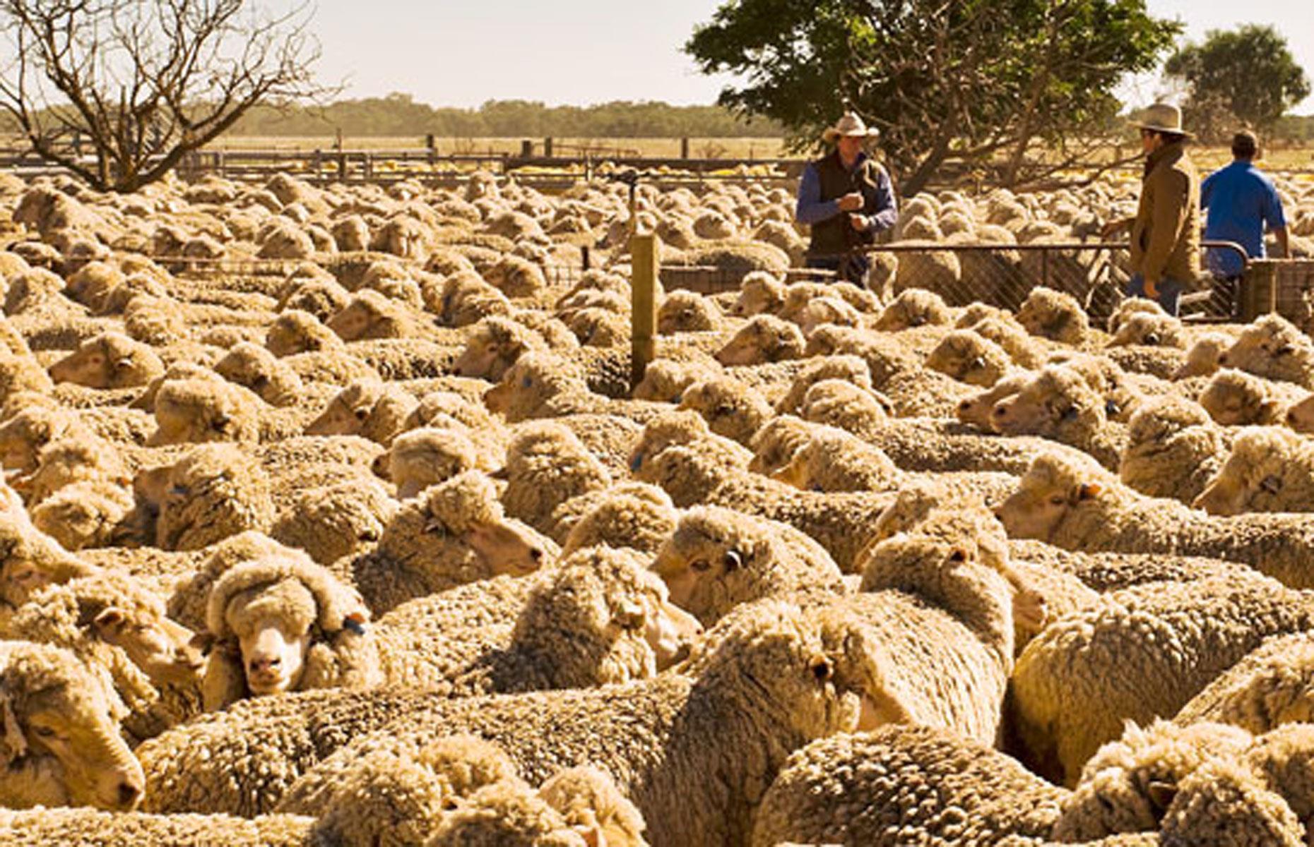 39th. Bell family: 225,405 hectares